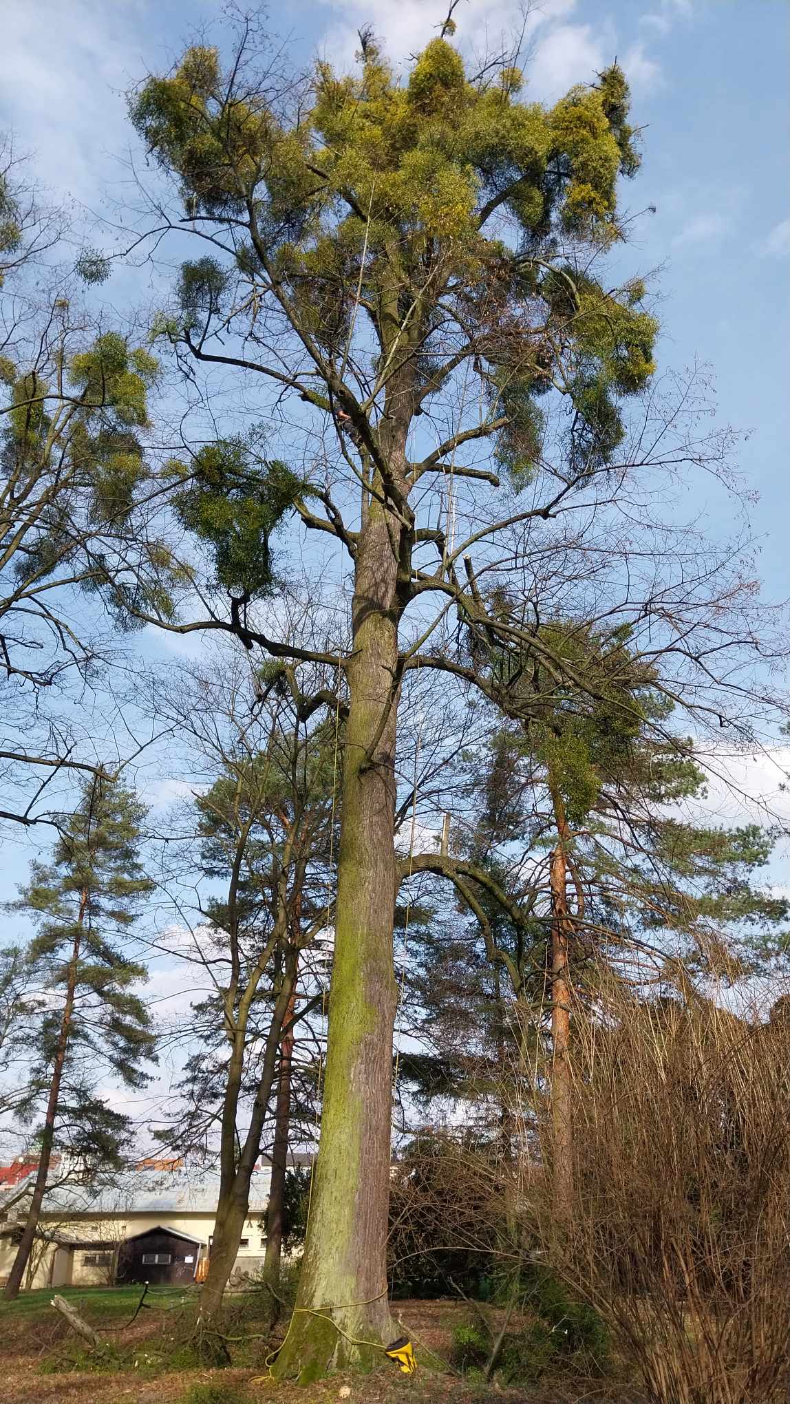 Vzrostlý strom silně napadený jmelím
