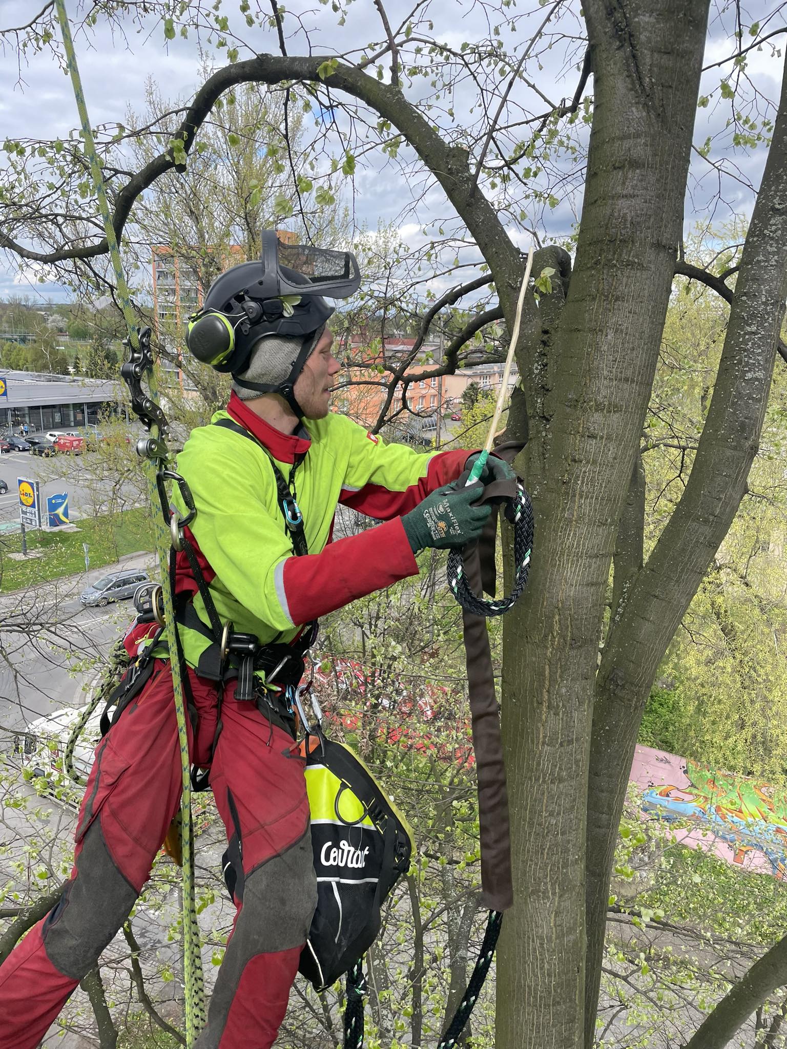 Arborista při ořezu v koruně stromu