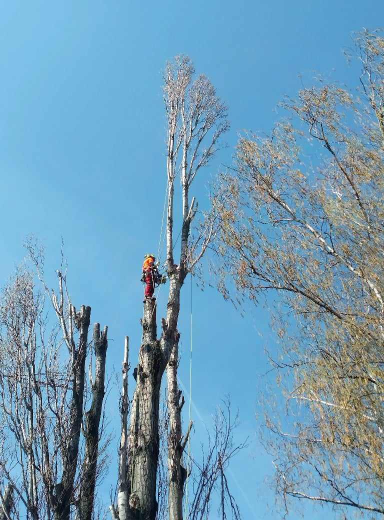 Arborista při práci ve výšce v koruně stromu